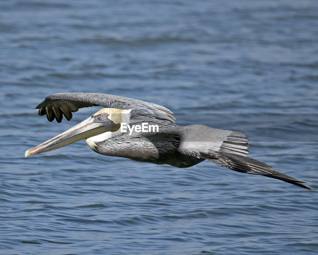 CLOSE-UP OF BIRD IN LAKE