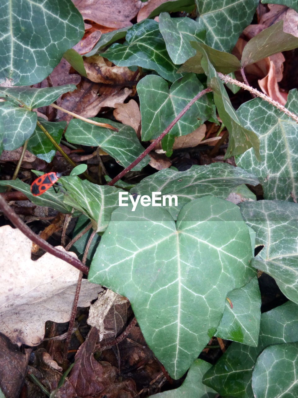 HIGH ANGLE VIEW OF VEGETABLES ON LEAF