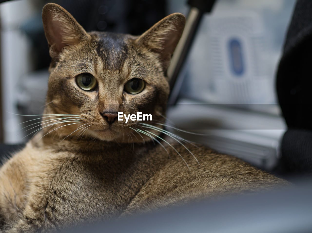 CLOSE-UP PORTRAIT OF A CAT WITH EYES