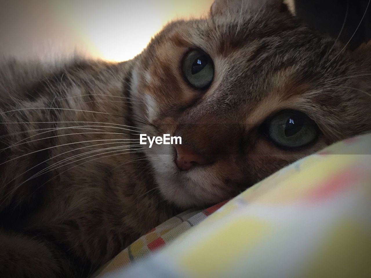 CLOSE-UP PORTRAIT OF CAT LYING ON BED