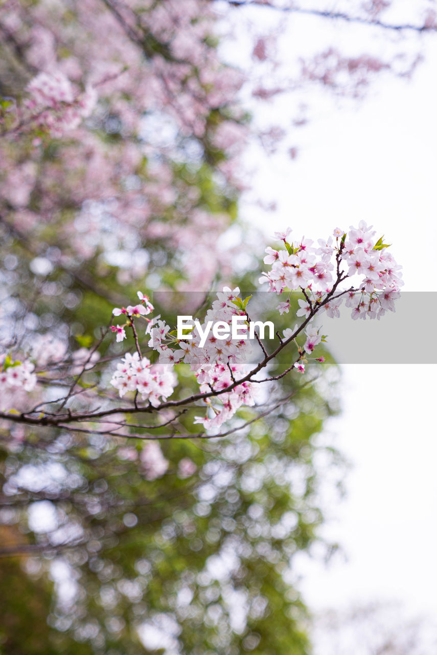 CLOSE-UP OF PINK CHERRY BLOSSOMS