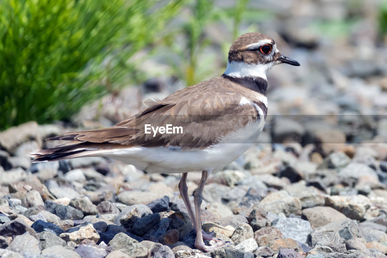 CLOSE-UP OF BIRD PERCHING ON A ROCK