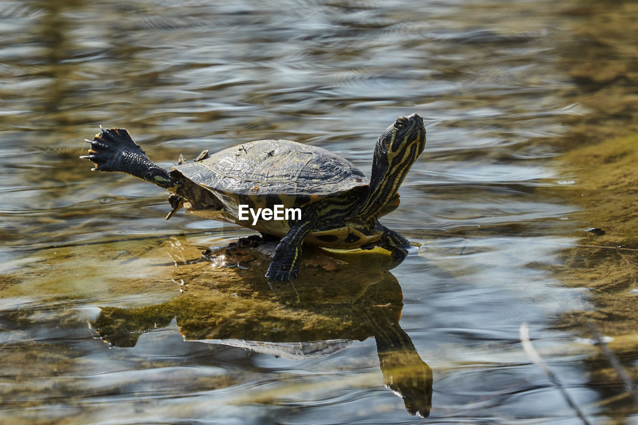 Cute turtles rest at sun on pond