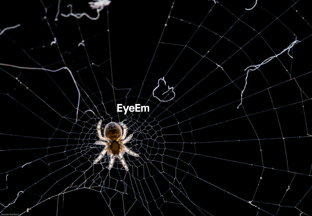 Close-up of spider on web against black background