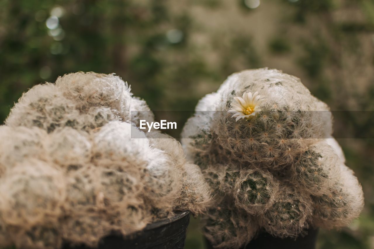 close-up of plant growing on field