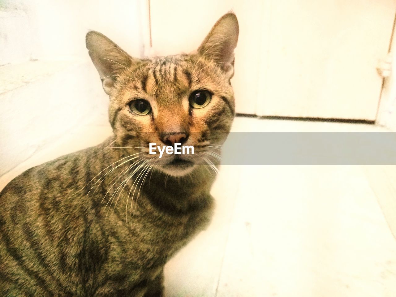 CLOSE-UP PORTRAIT OF CAT SITTING ON FLOOR