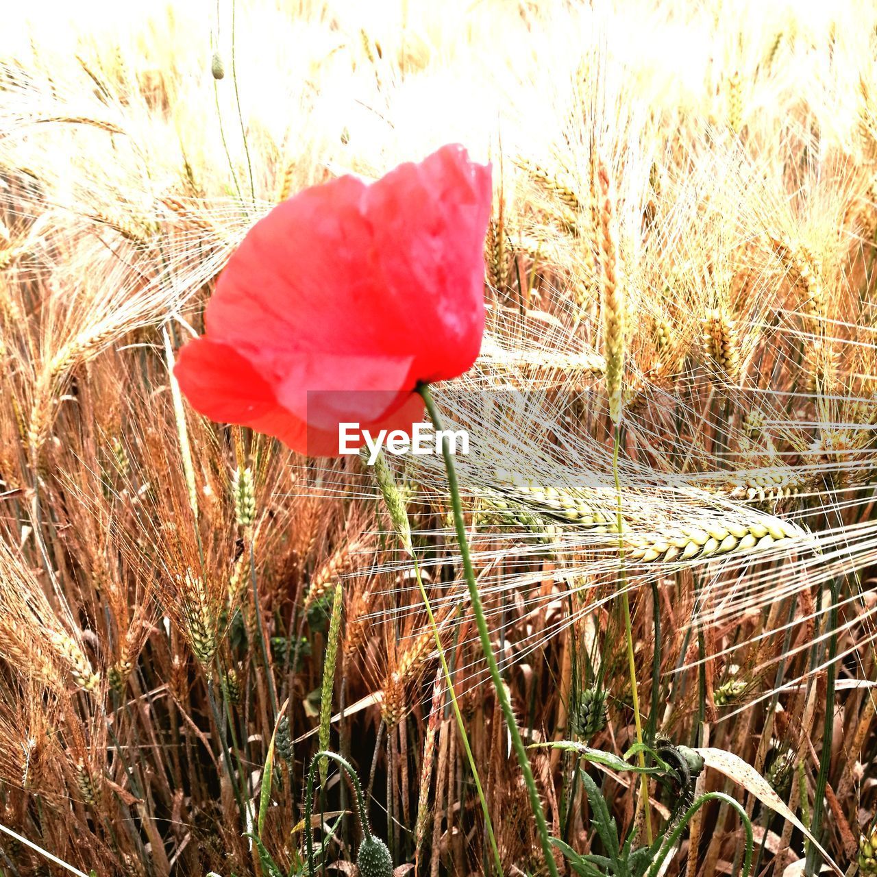 CLOSE-UP OF RED ROSE FLOWER ON FIELD