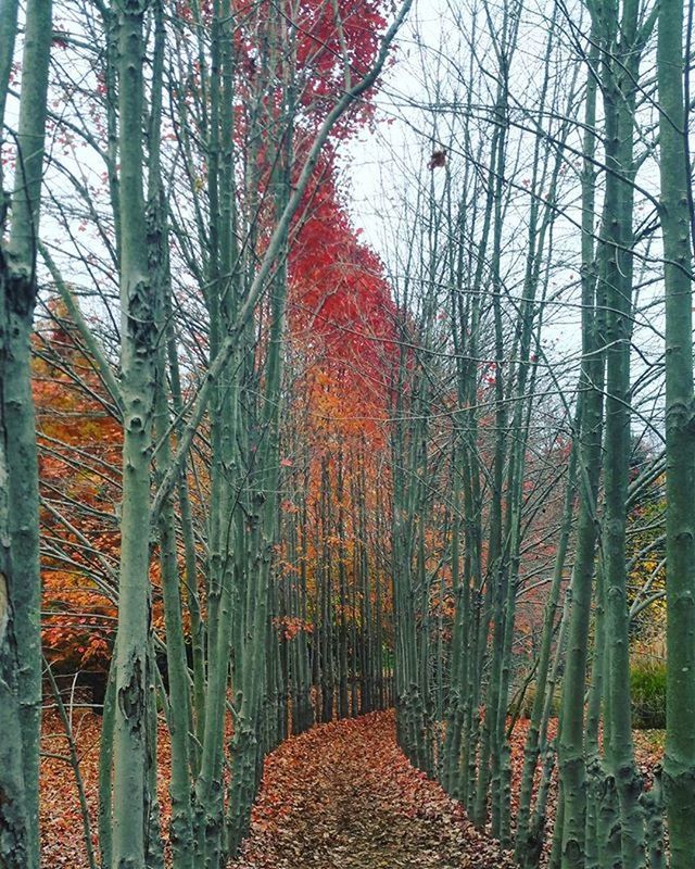 TREES IN PARK