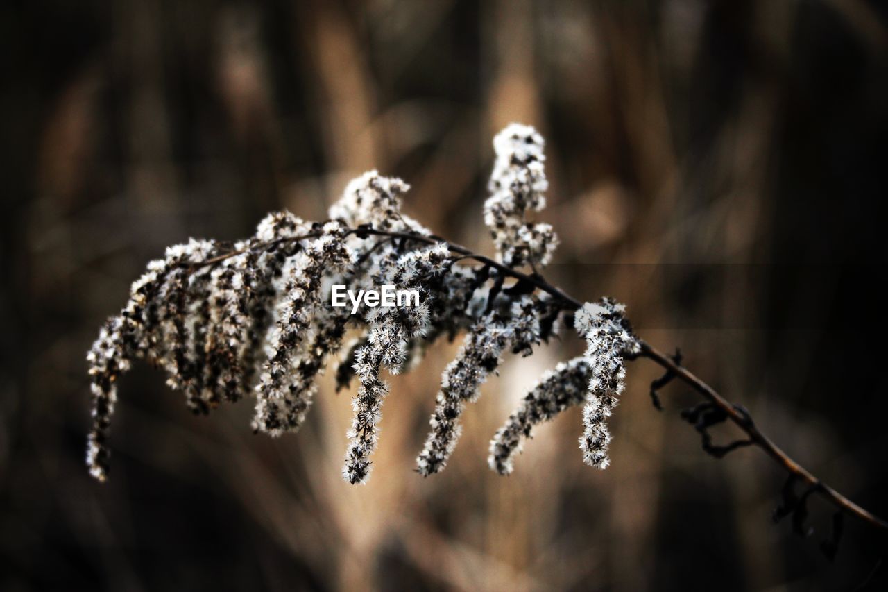 Close-up of frozen plant