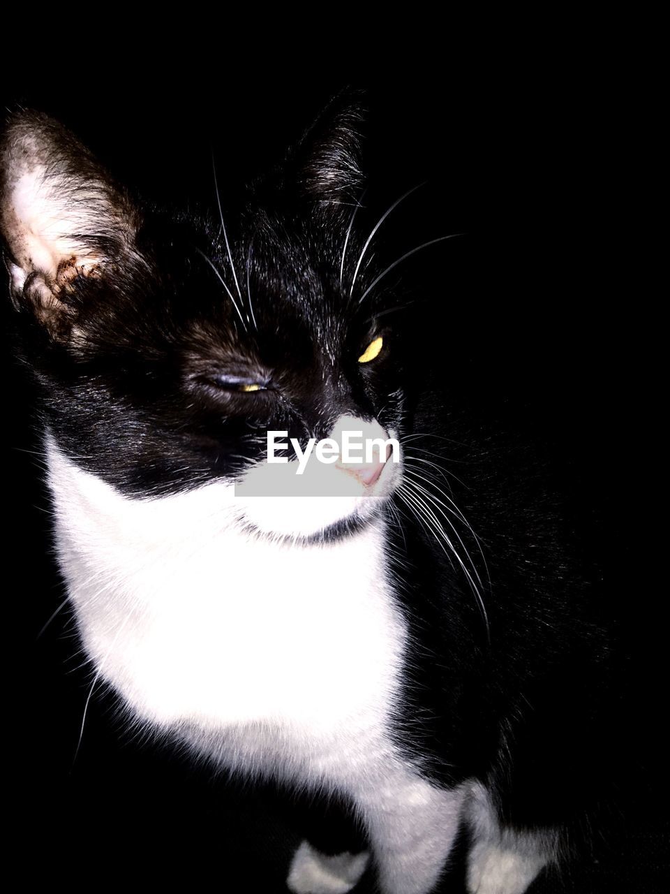 CLOSE-UP PORTRAIT OF BLACK CAT AGAINST GRAY BACKGROUND