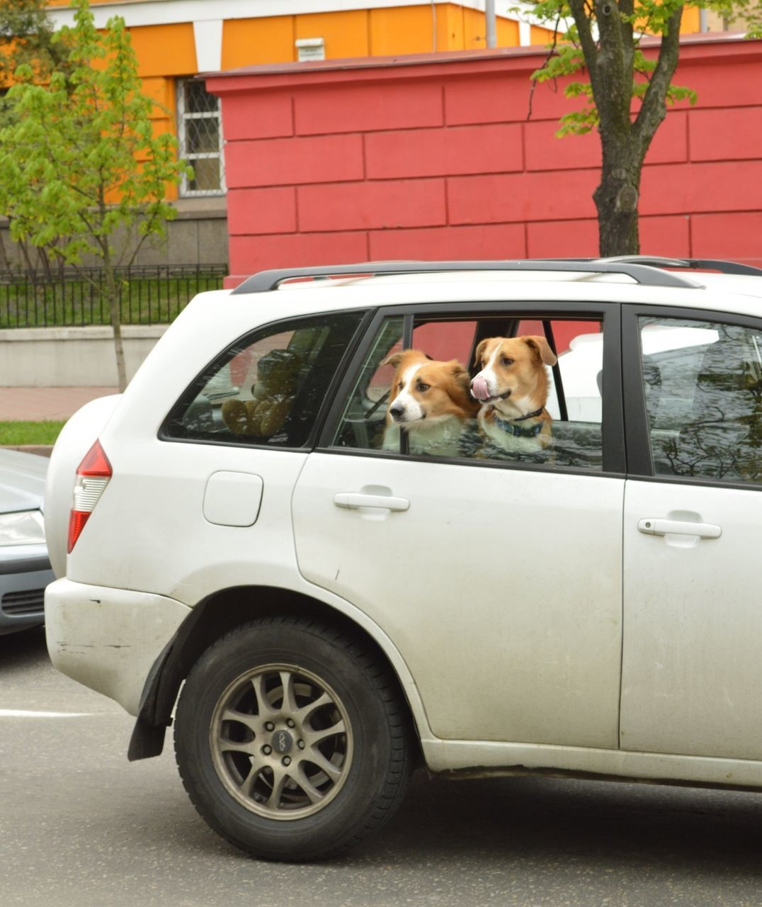 Dog in car