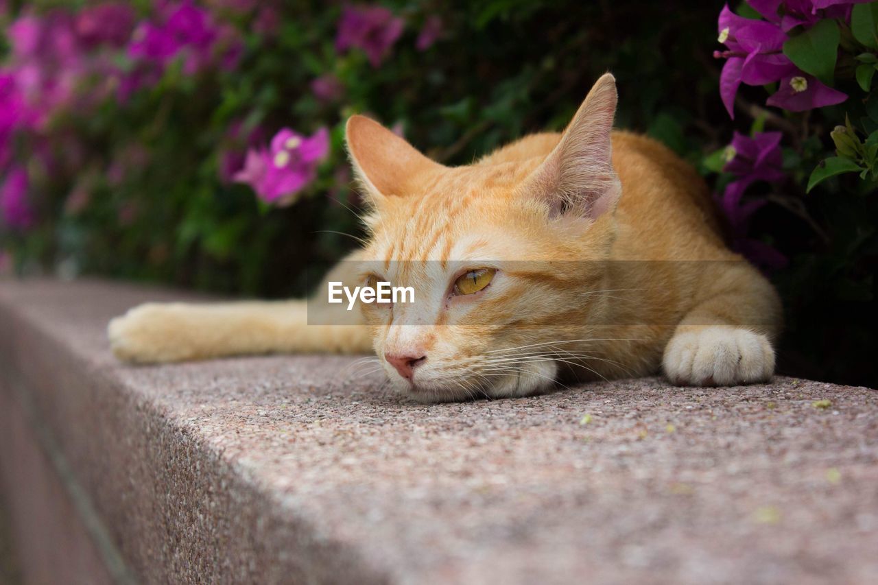 CLOSE-UP OF A CAT LYING DOWN ON FLOWER