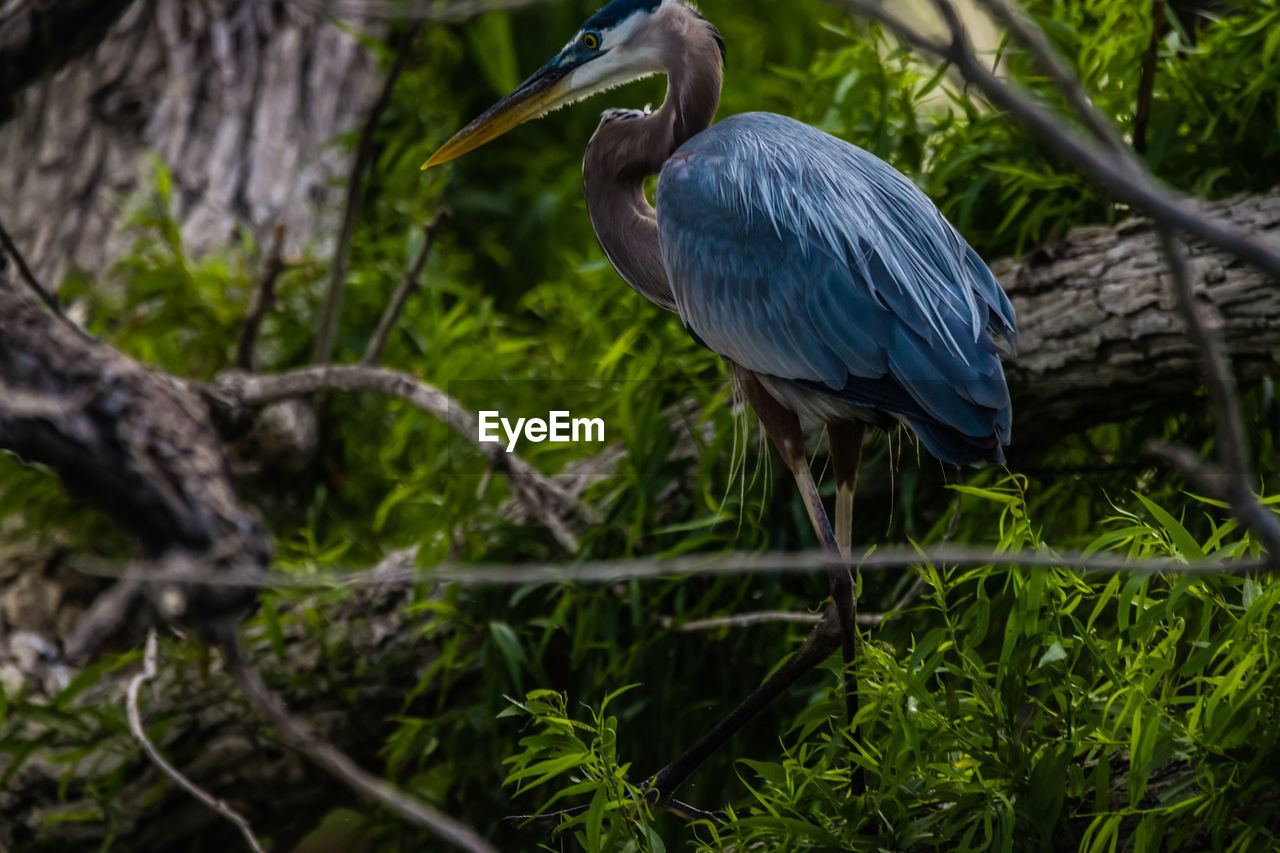 BIRD PERCHING ON A TREE