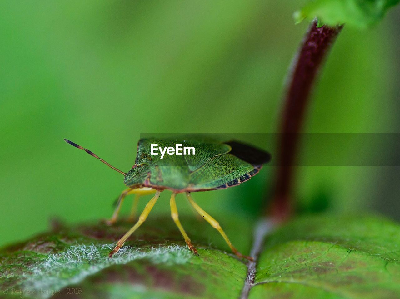 CLOSE-UP OF GRASSHOPPER ON LEAF