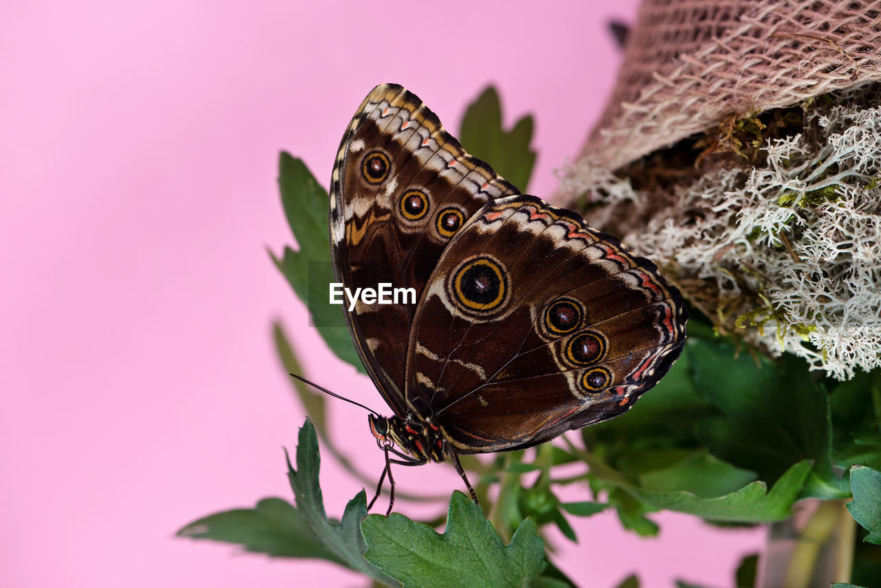 Close-up of butterfly on pink flower