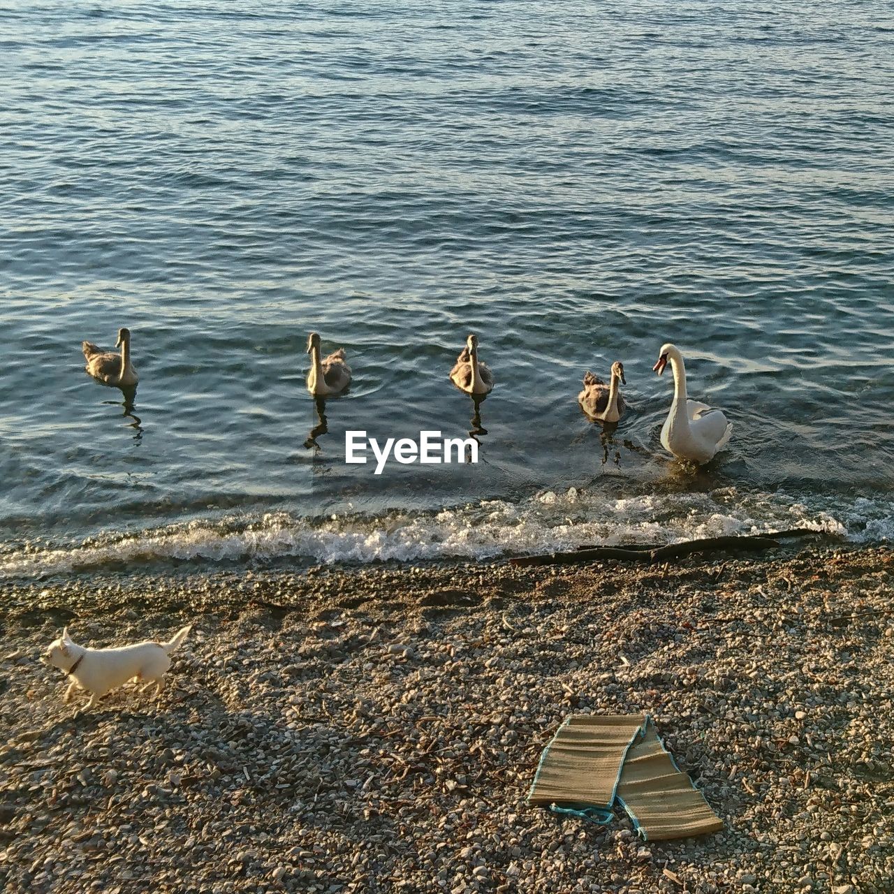 HIGH ANGLE VIEW OF SEAGULLS AT BEACH