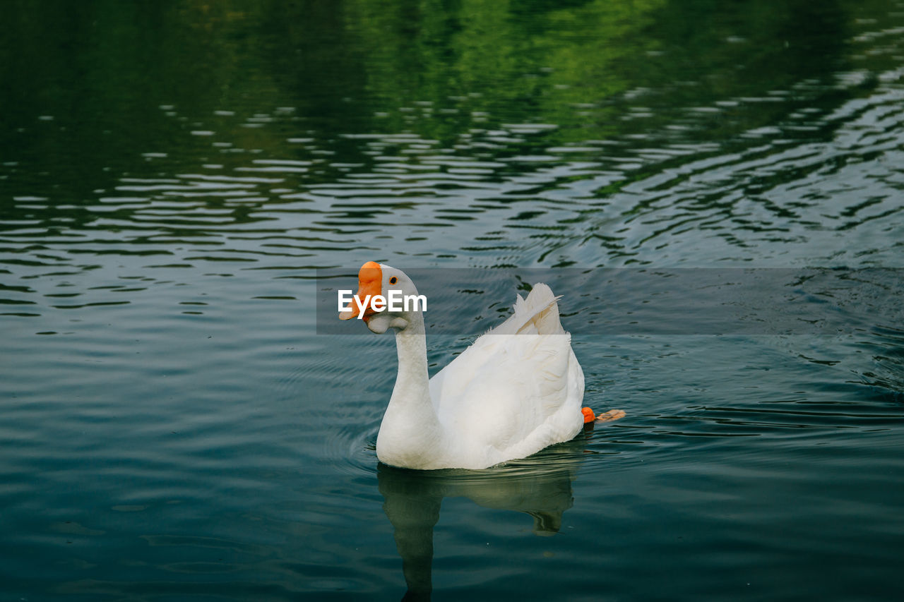 Goose swimming in lake