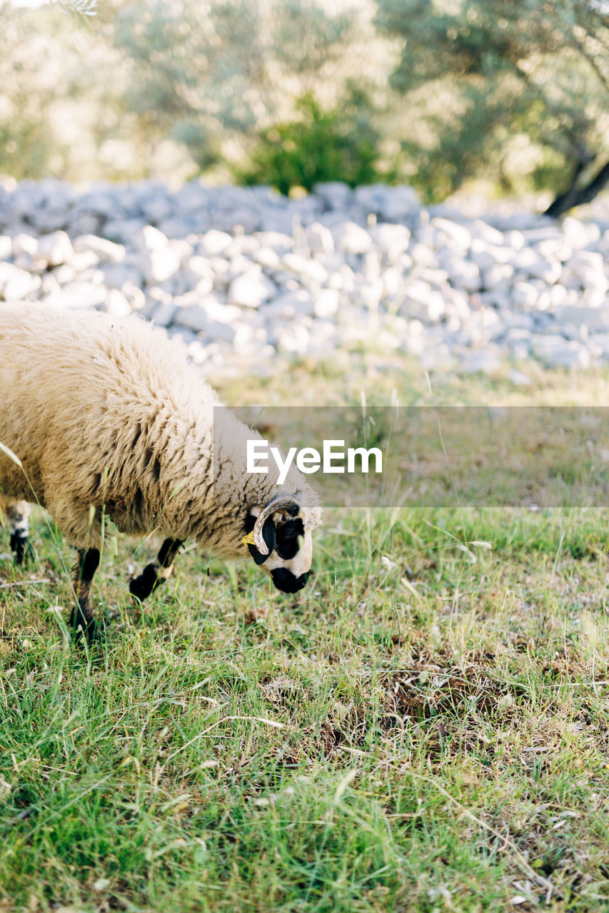 VIEW OF SHEEP IN FIELD