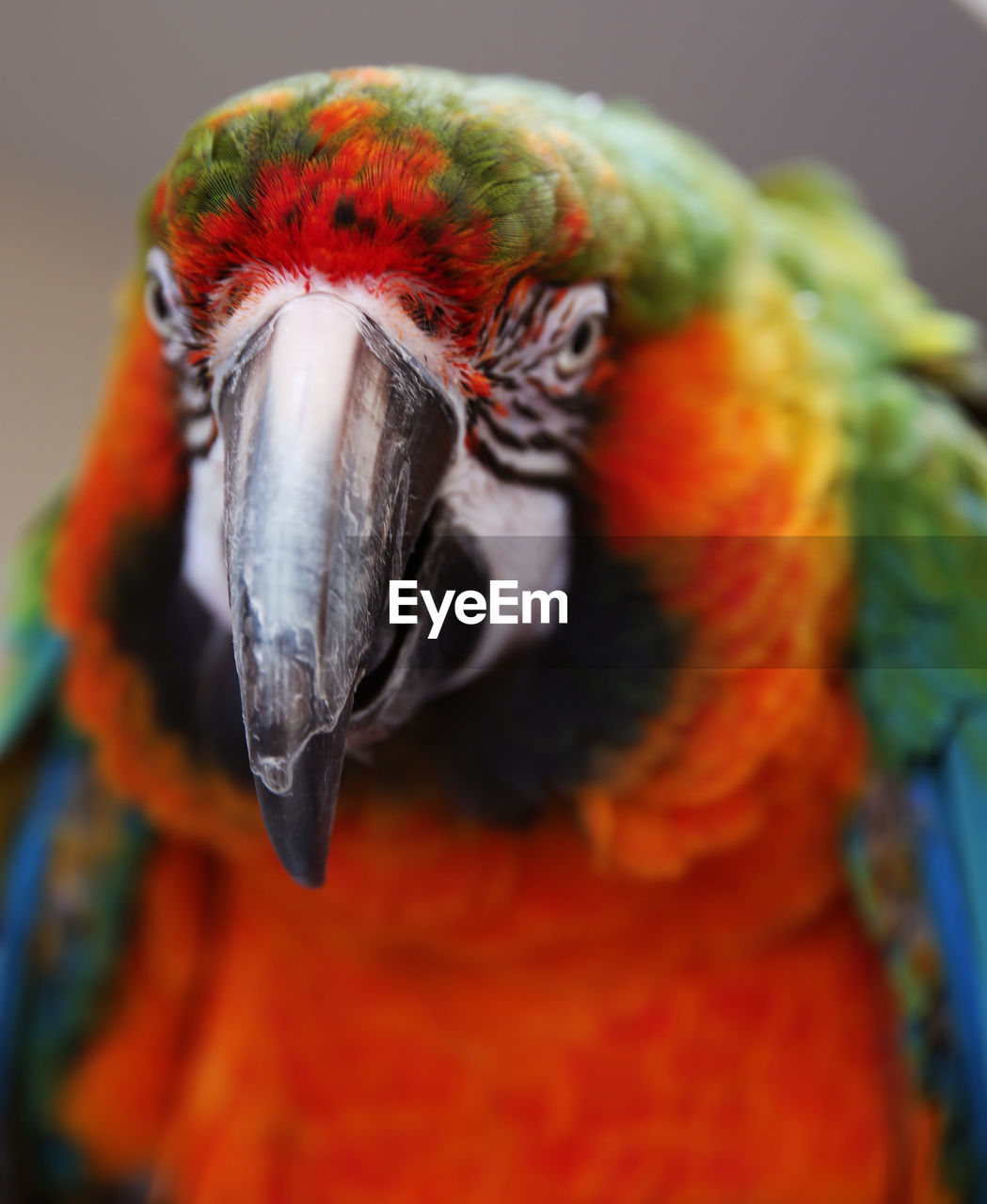 Close-up of parrot