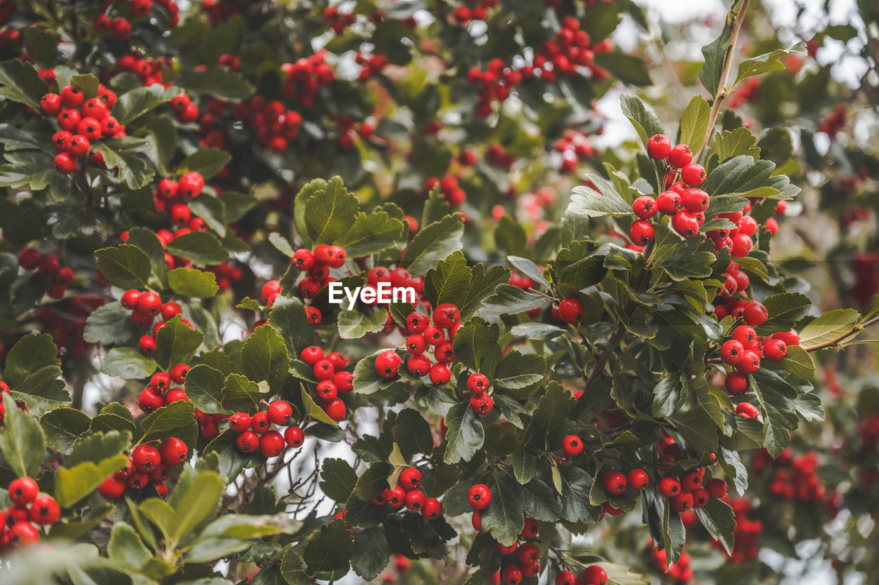 Red berries growing on plant