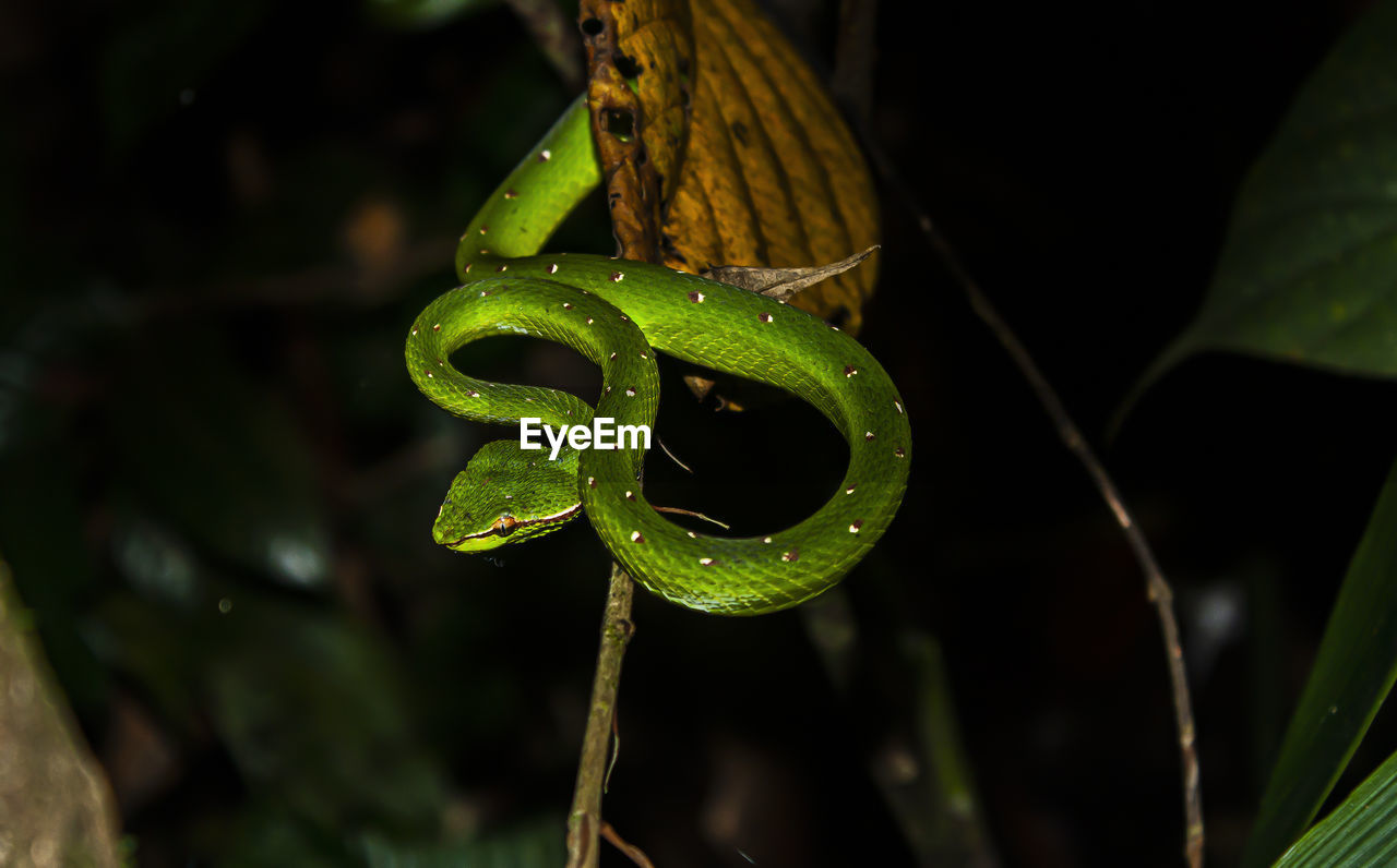 Bornean keeled green pit viper at night in sepilok forest in sabah, malaysia.