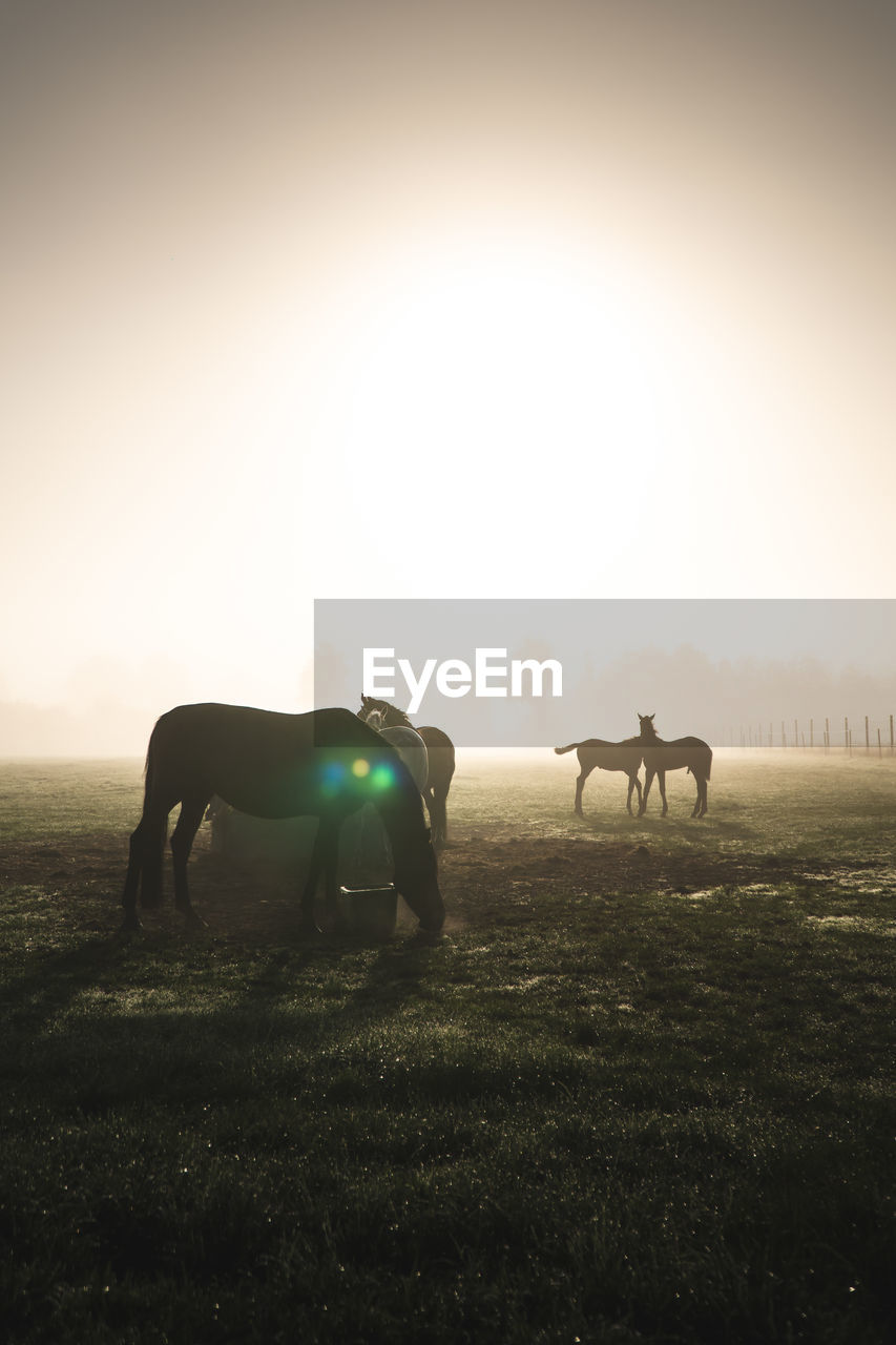 HORSE GRAZING IN FIELD