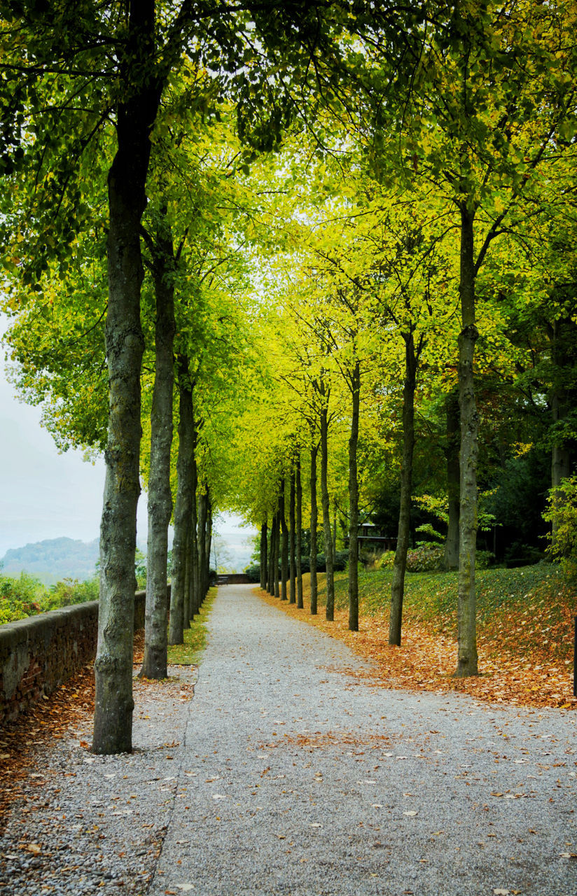 tree, plant, leaf, the way forward, green, autumn, footpath, nature, sunlight, beauty in nature, woodland, tranquility, growth, no people, road, diminishing perspective, day, land, scenics - nature, tranquil scene, forest, treelined, outdoors, grass, tree trunk, vanishing point, landscape, trunk, environment, park, transportation, street, non-urban scene, idyllic, morning, park - man made space, flower, plant part, architecture