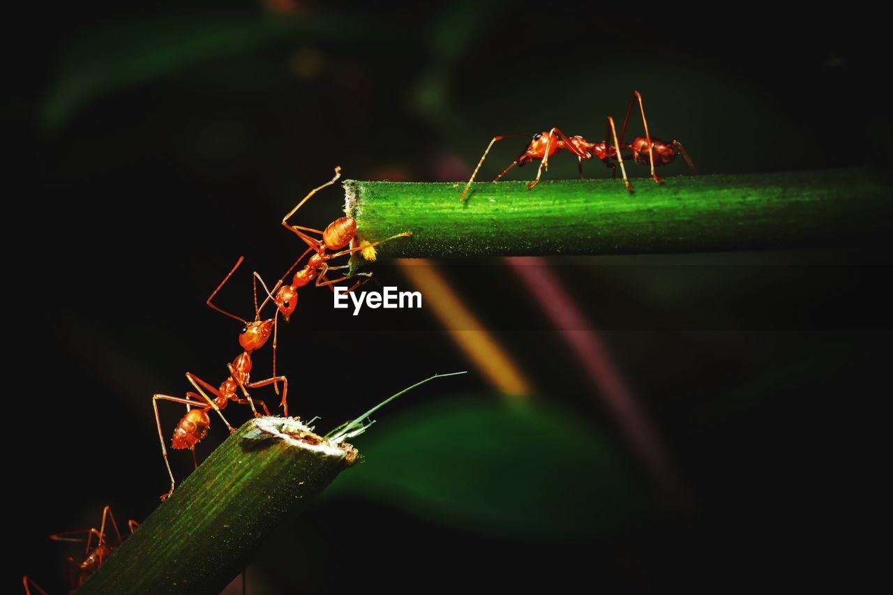 CLOSE-UP OF ANTS ON PLANT