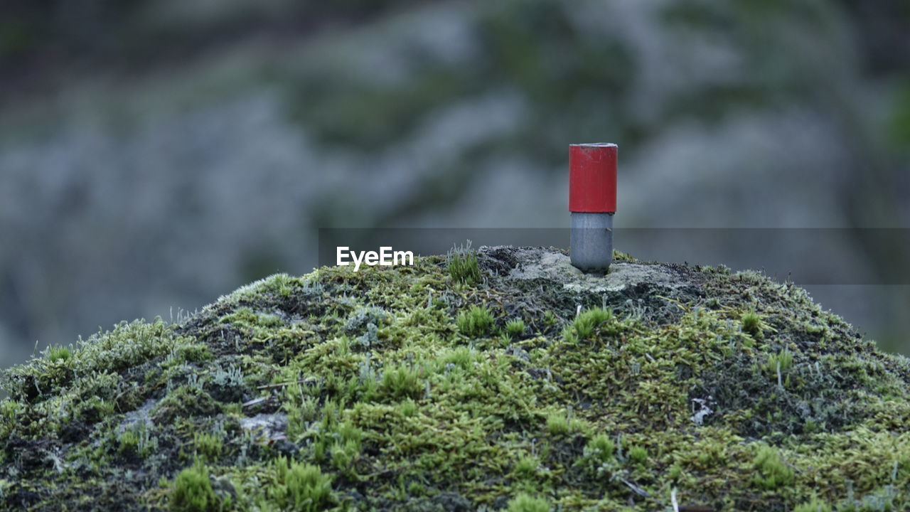 CLOSE-UP OF PLANT ON ROCK AGAINST TREES