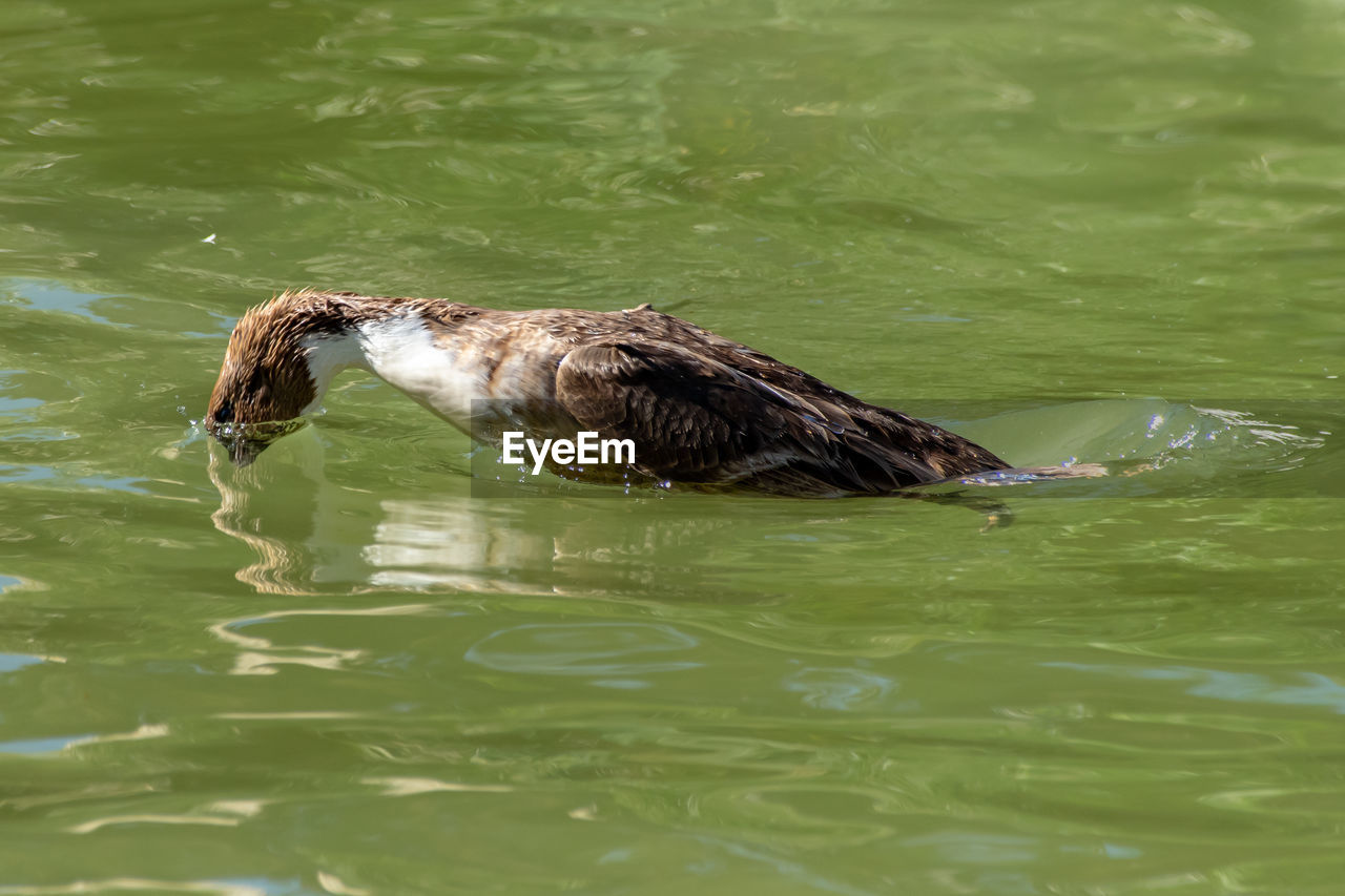 animal themes, animal, animal wildlife, water, wildlife, bird, one animal, duck, swimming, lake, nature, water bird, no people, beak, day, ducks, geese and swans, outdoors, green, mallard, waterfront