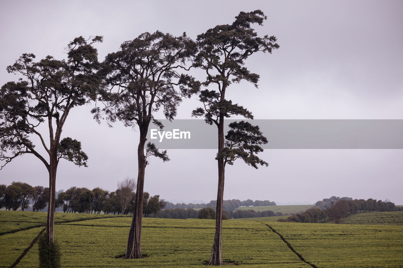 nature, plant, tree, landscape, environment, sky, land, leaf, green, grass, scenics - nature, field, rural scene, rural area, beauty in nature, savanna, tranquility, no people, morning, cloud, flower, outdoors, tranquil scene, horizon, social issues, sunlight, agriculture, travel destinations, travel, non-urban scene, branch, plain, growth