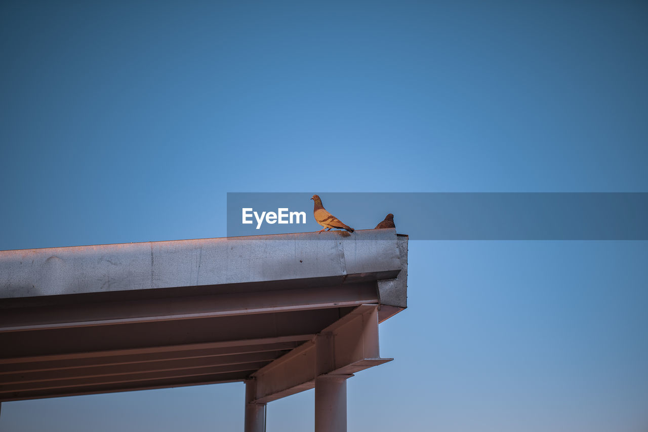 Low angle view of bird perching on roof against clear sky