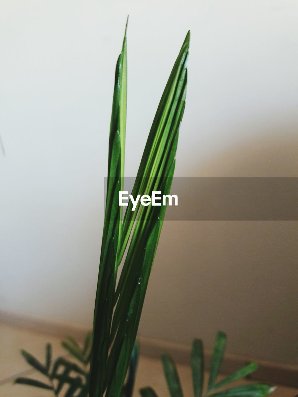 CLOSE-UP OF PLANTS