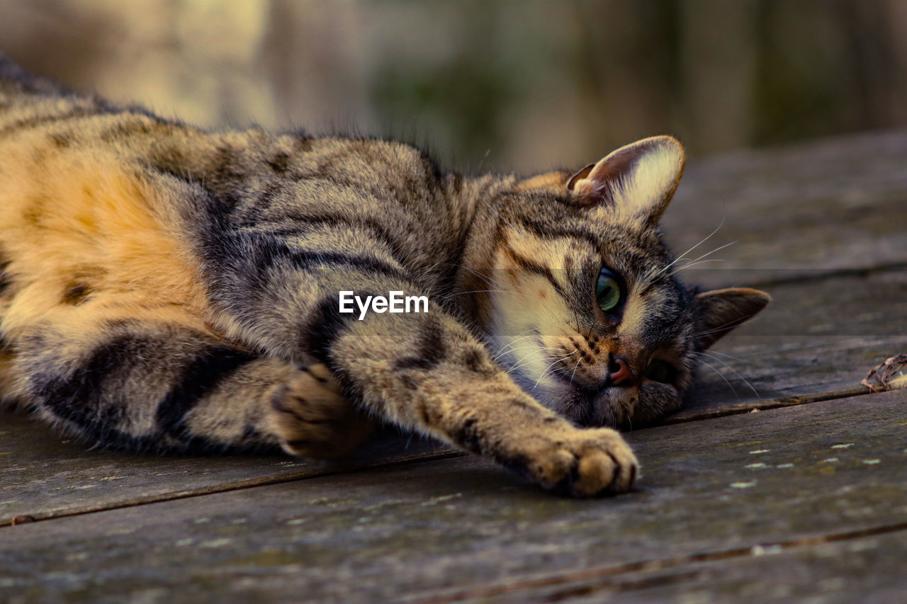 CLOSE-UP OF CAT RESTING