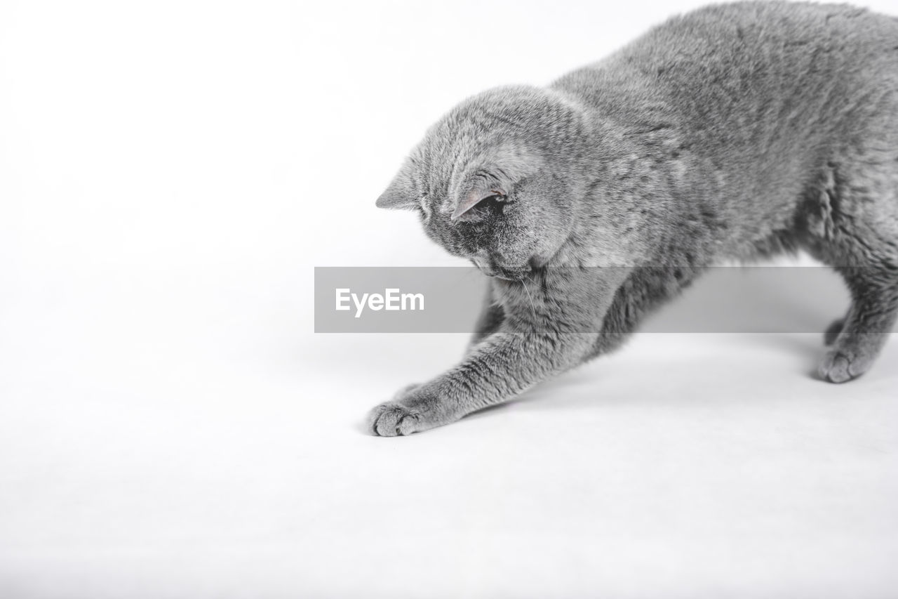 Close-up of a cat playing on white background