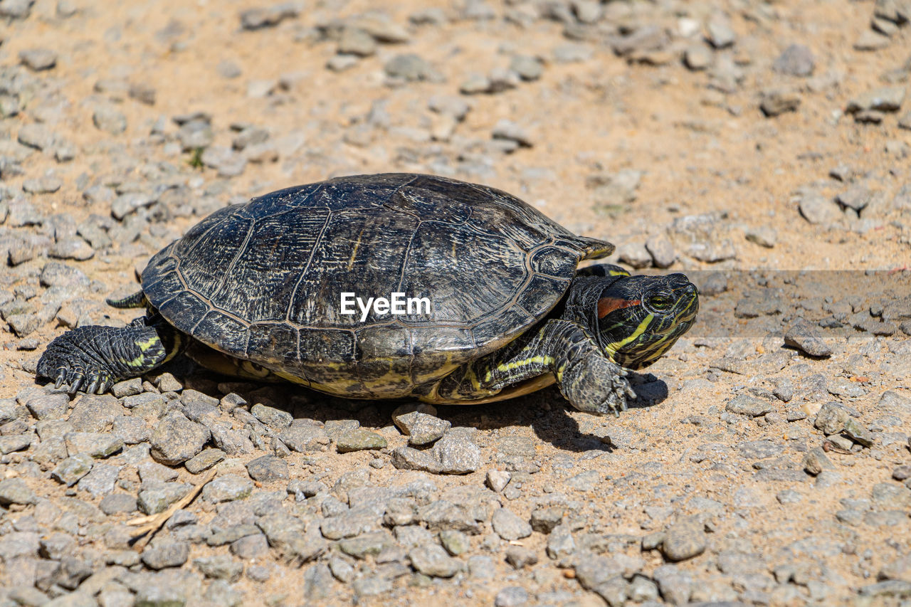 high angle view of turtle on ground