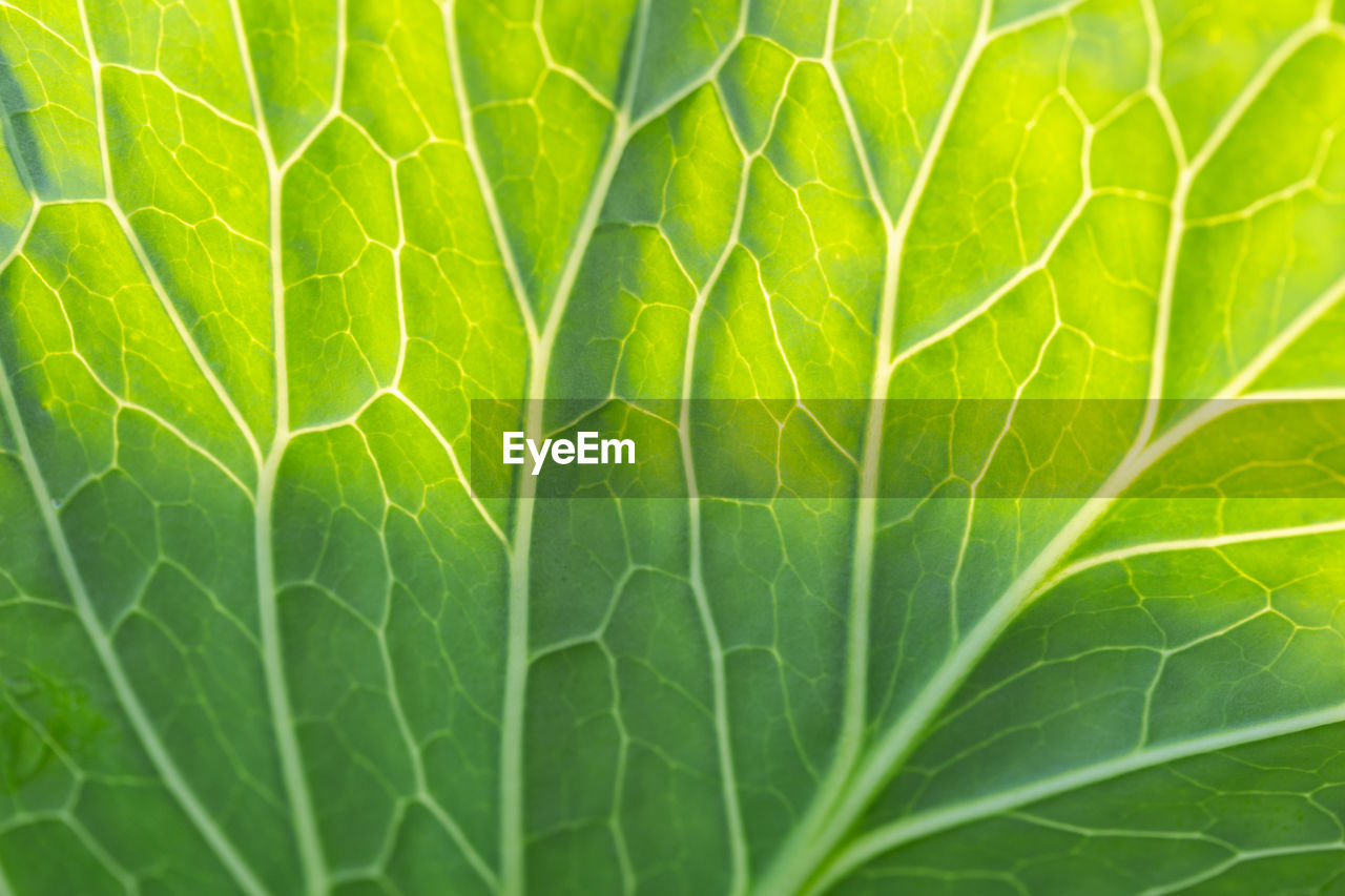 CLOSE-UP OF GREEN LEAVES