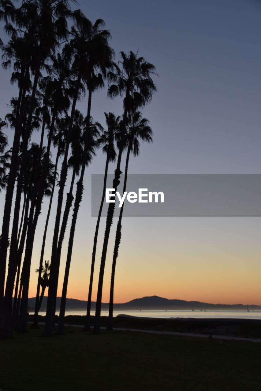 SILHOUETTE PALM TREES ON BEACH AGAINST CLEAR SKY