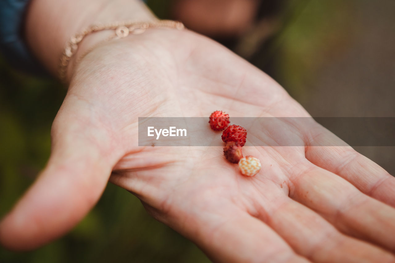 Close-up of woman hand holding tiny strawberries outdoors