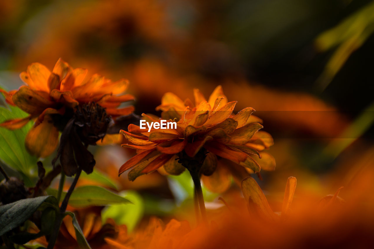 Close-up of wilted flower