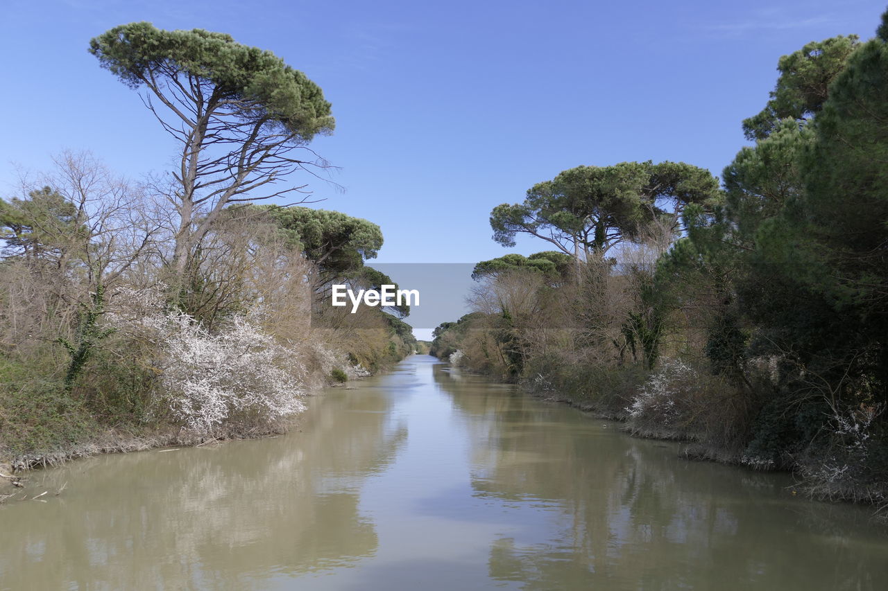 Reflection of trees in water against clear sky