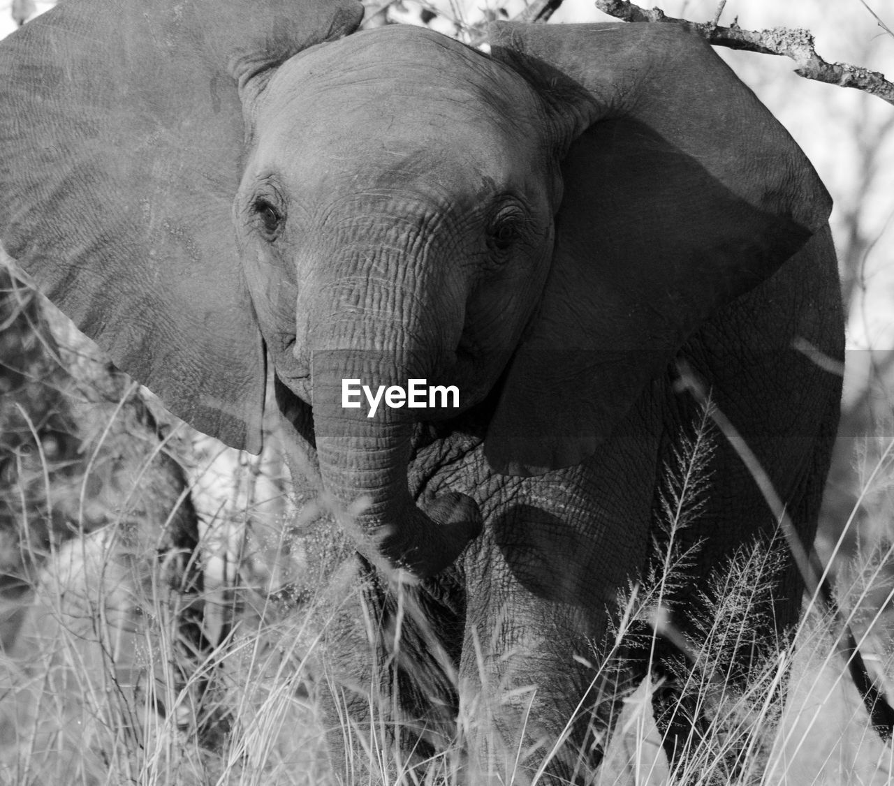 Close-up of elephant in field