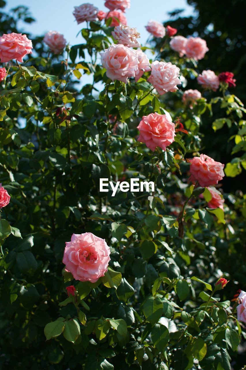 CLOSE-UP OF PINK FLOWERS BLOOMING IN PARK