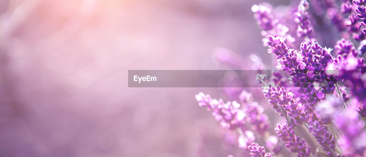 Banner with lavender flower field at sunset rays