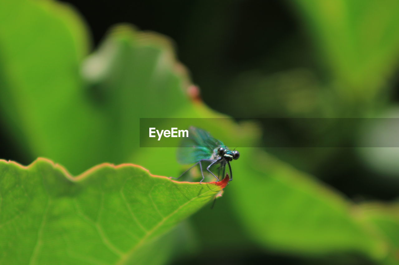 CLOSE-UP OF A FLY ON LEAF