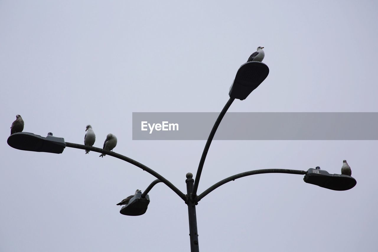 Low angle view of seagulls perching on street light against clear sky