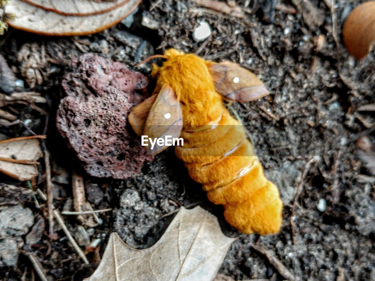 Close-up of insect on dry leaves