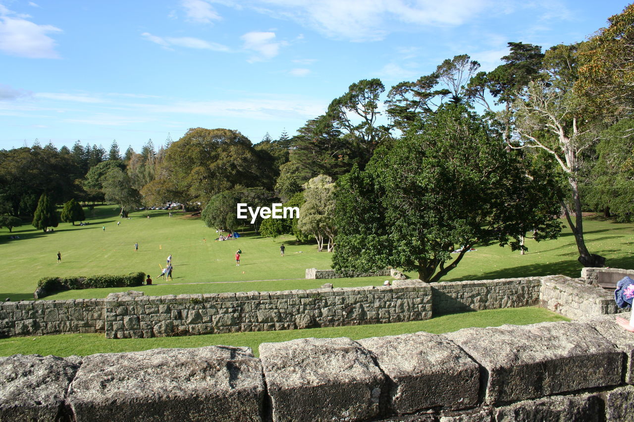 TREES IN PARK