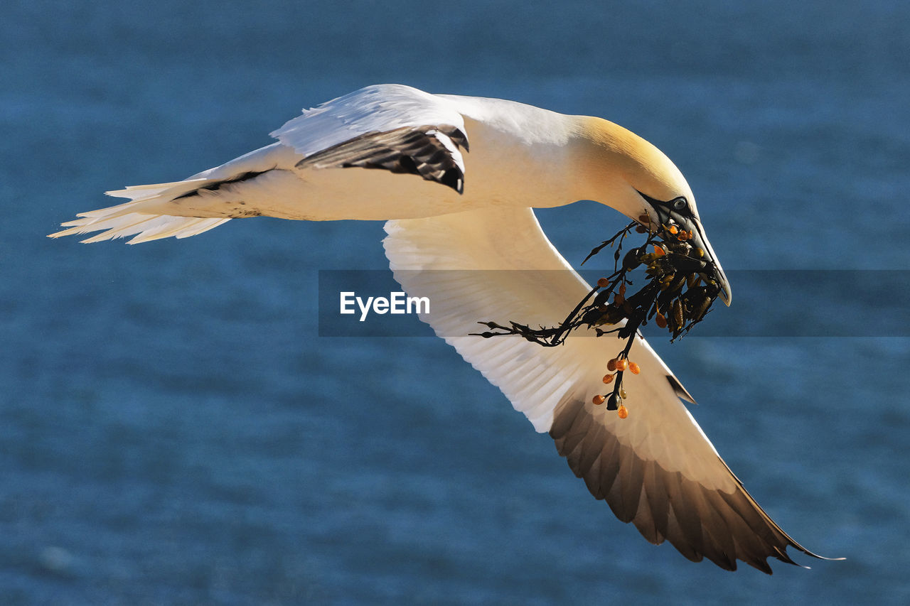 Close-up of bird flying over sea