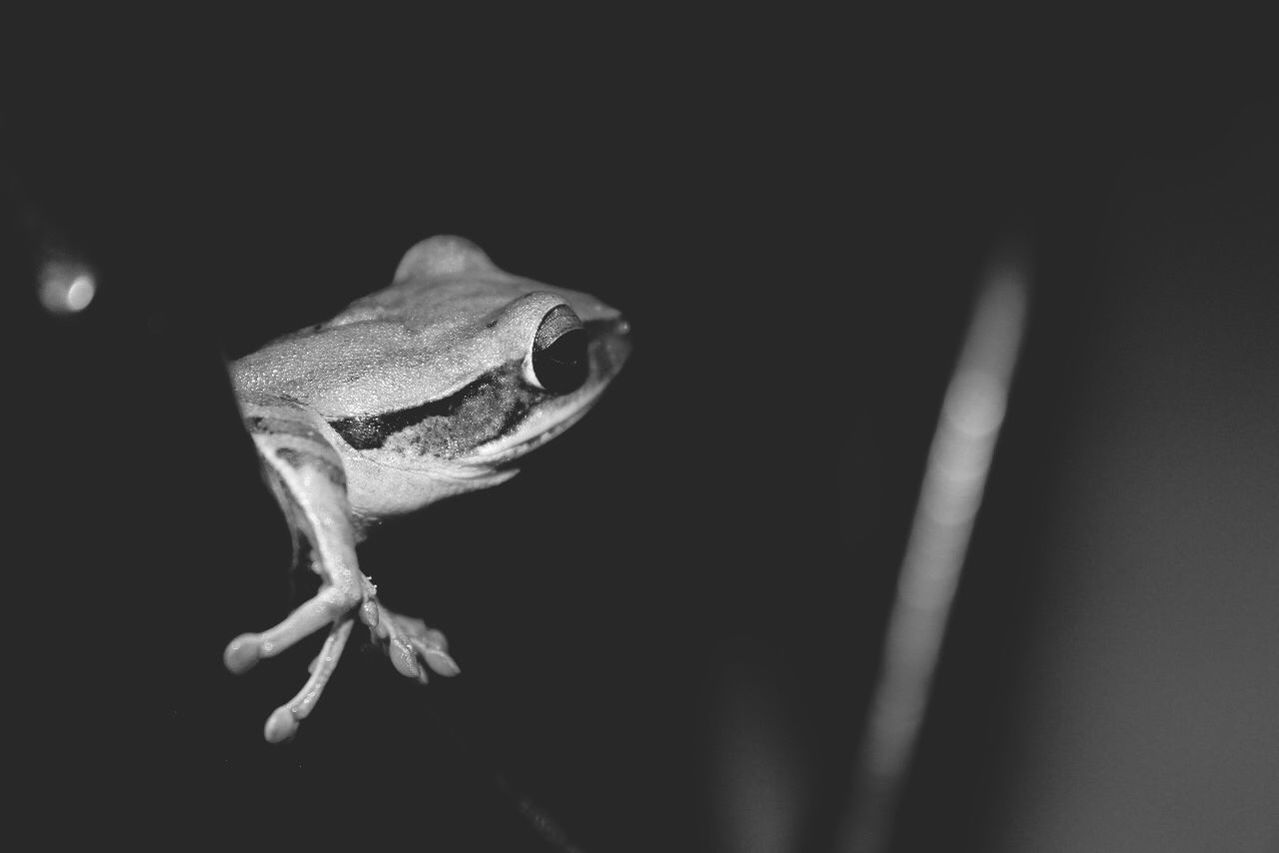 Close-up of frog against dark background